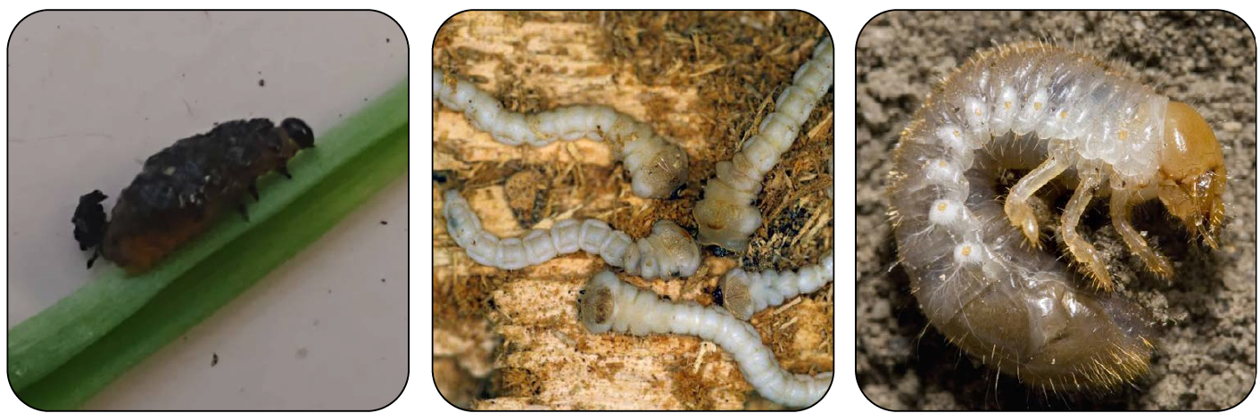 A lily leaf beetle, flatheaded borers and Japanese beetle grubs.